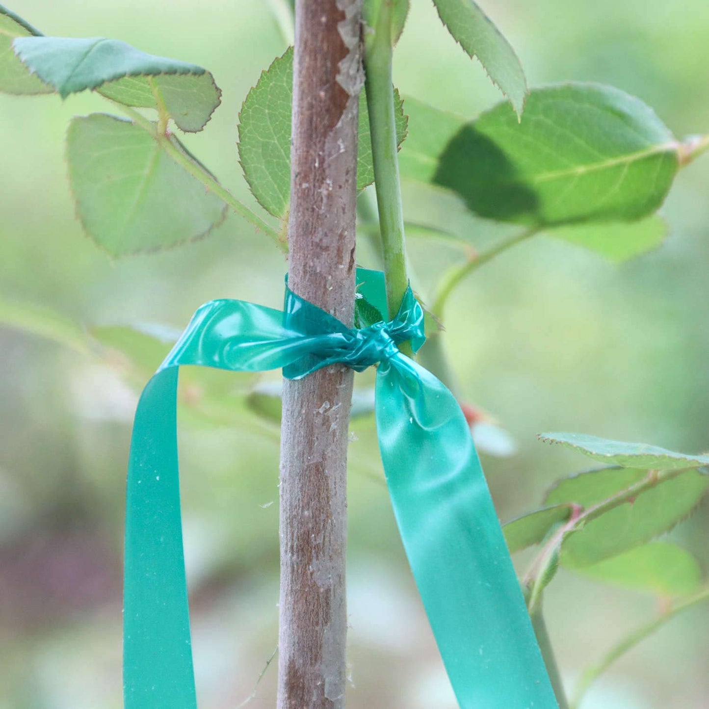 Easytle 2 Pack x 150 ft Stretch Tie Tape Roll, 1/2" Garden Tie Tape, Thick Sturdy Plant Ribbon Garden Green Vinyl Stake Gardening Tools for Indoor Outdoor Patio Plant Use